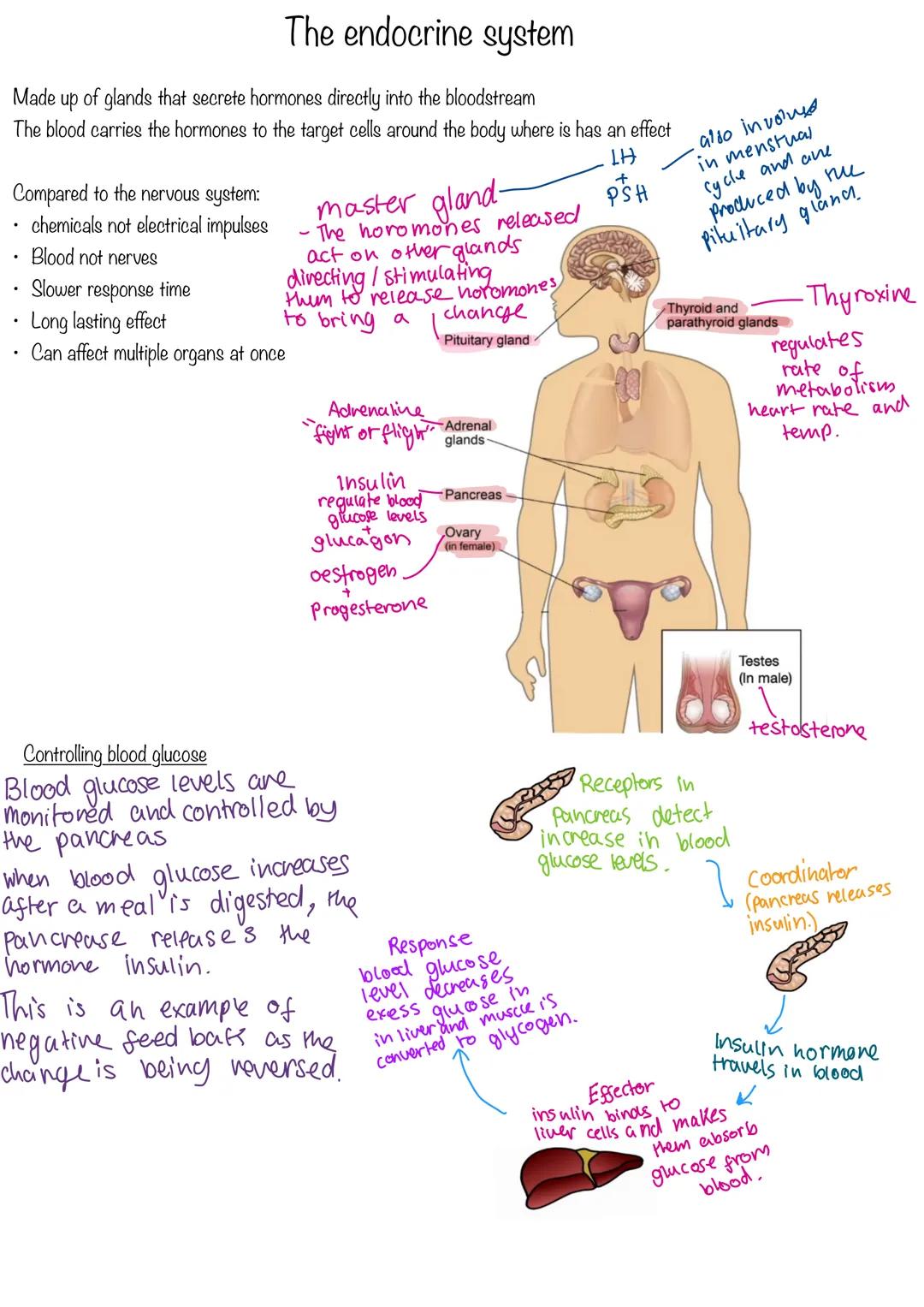 COMPOSITION NOTEBOOK
120 Pados
College Ruled
73x973 im
010 Homeostasis
Homeostasis is the regulation of conditions to maintain an optimum in