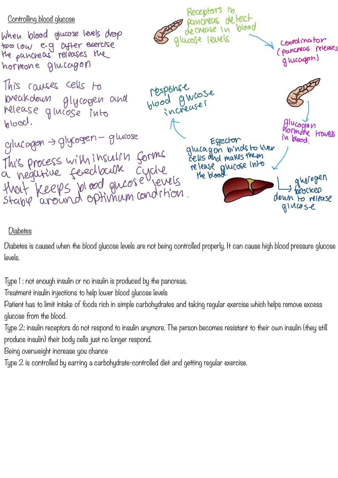 COMPOSITION NOTEBOOK
120 Pados
College Ruled
73x973 im
010 Homeostasis
Homeostasis is the regulation of conditions to maintain an optimum in