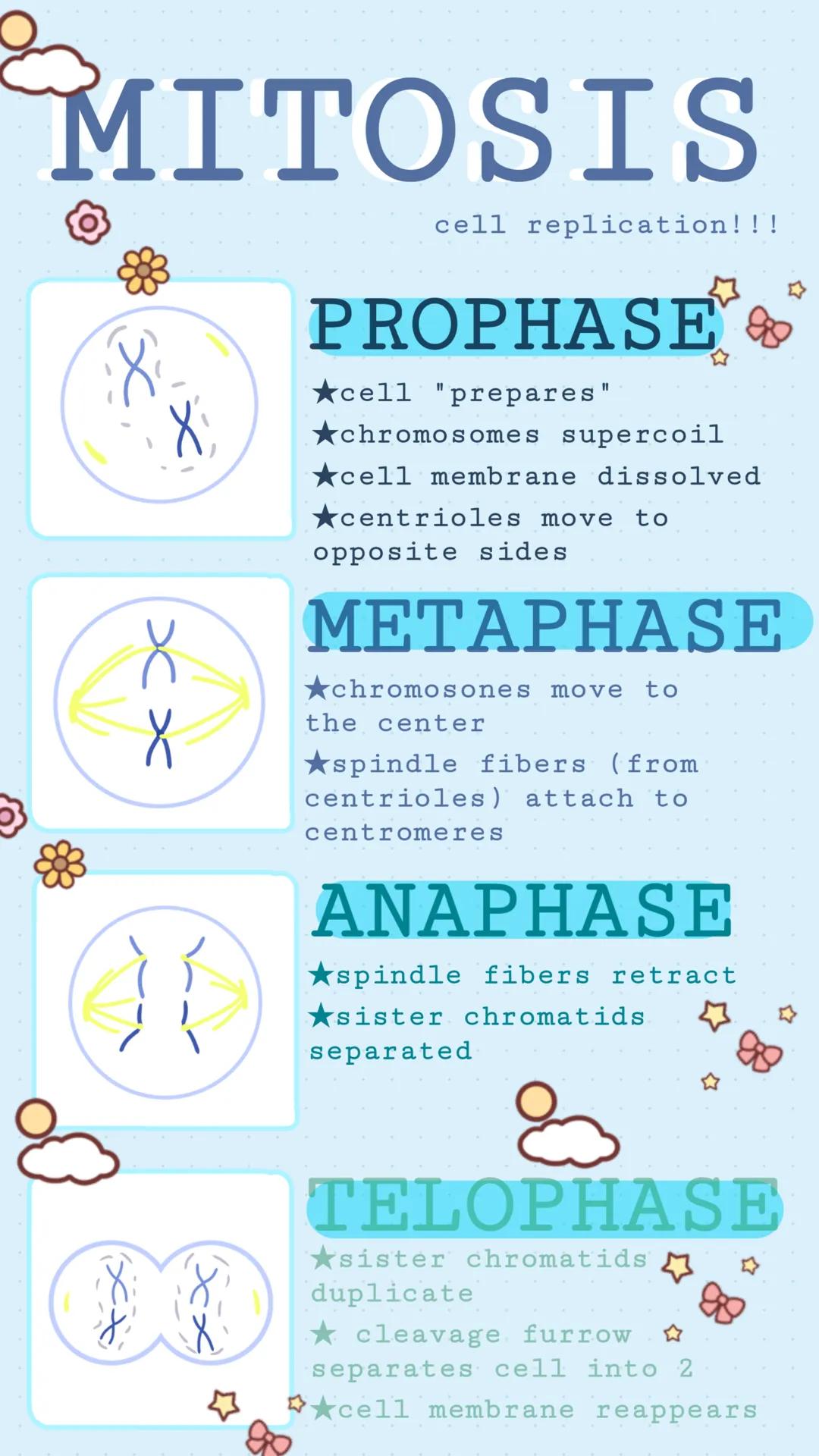 # MITOSIS
8
XX
}{
cell replication!!!
PROPHASE
★cell "prepares"
☆
★chromosomes supercoil
★cell membrane dissolved
★centrioles move