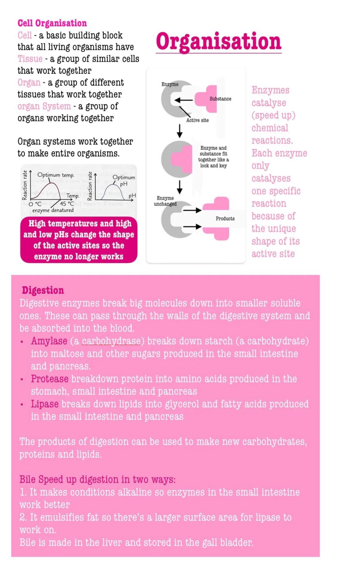 # Organisation
Cell Organisation
Cell a basic building block
that all living organisms have
Tissue a group of similar cells
that work toget