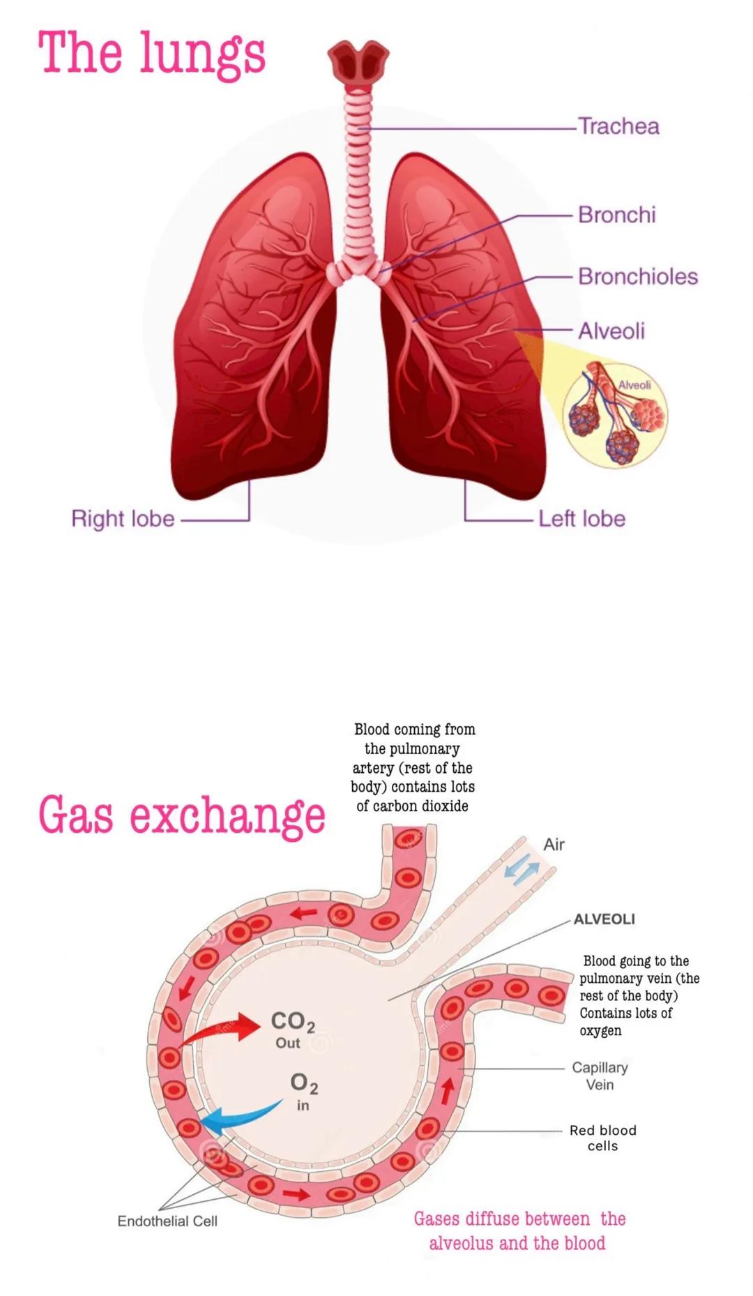 # Organisation
Cell Organisation
Cell a basic building block
that all living organisms have
Tissue a group of similar cells
that work toget