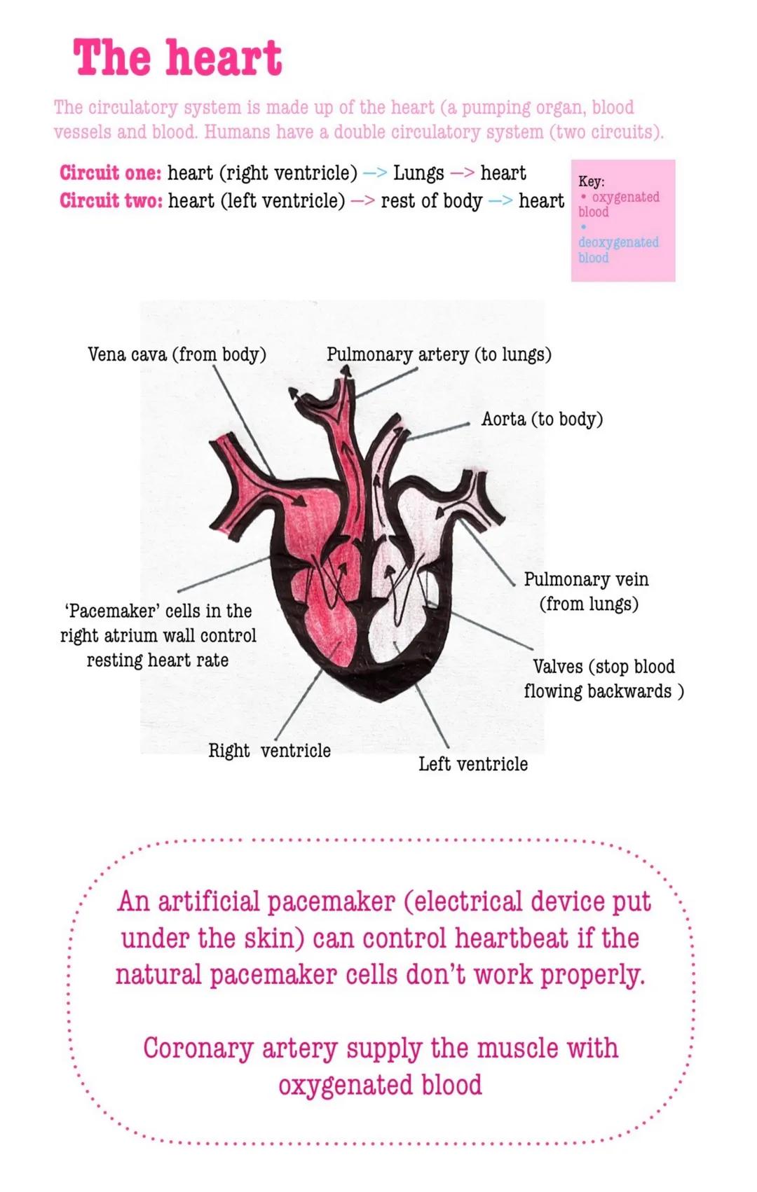 # Organisation
Cell Organisation
Cell a basic building block
that all living organisms have
Tissue a group of similar cells
that work toget