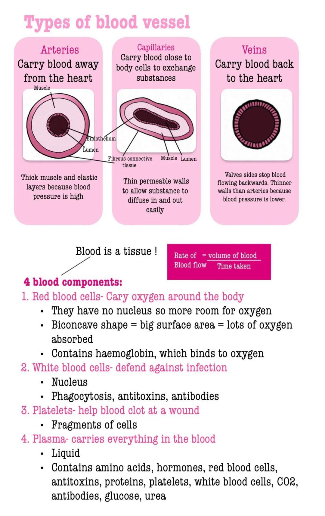# Organisation
Cell Organisation
Cell a basic building block
that all living organisms have
Tissue a group of similar cells
that work toget