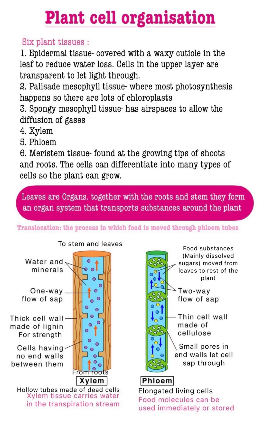 # Organisation
Cell Organisation
Cell a basic building block
that all living organisms have
Tissue a group of similar cells
that work toget