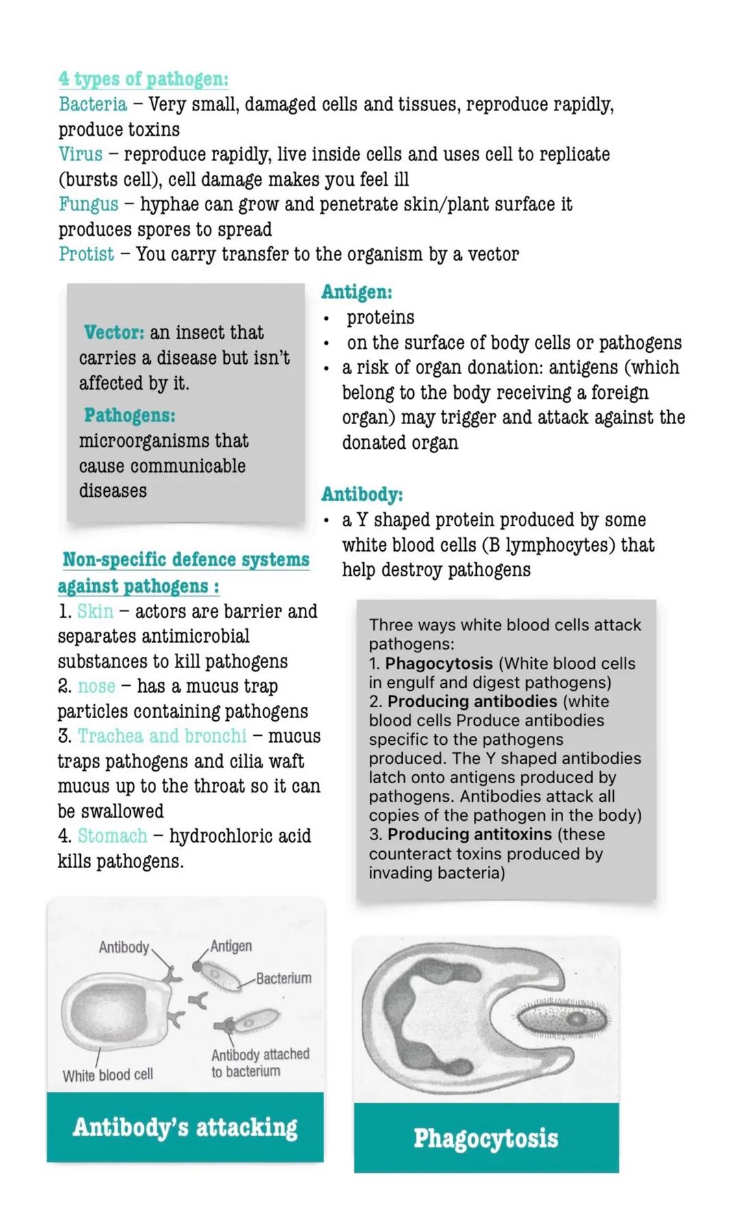 4 types of pathogen:
Bacteria Very small, damaged cells and tissues, reproduce rapidly,
produce toxins
Virus reproduce rapidly, live inside