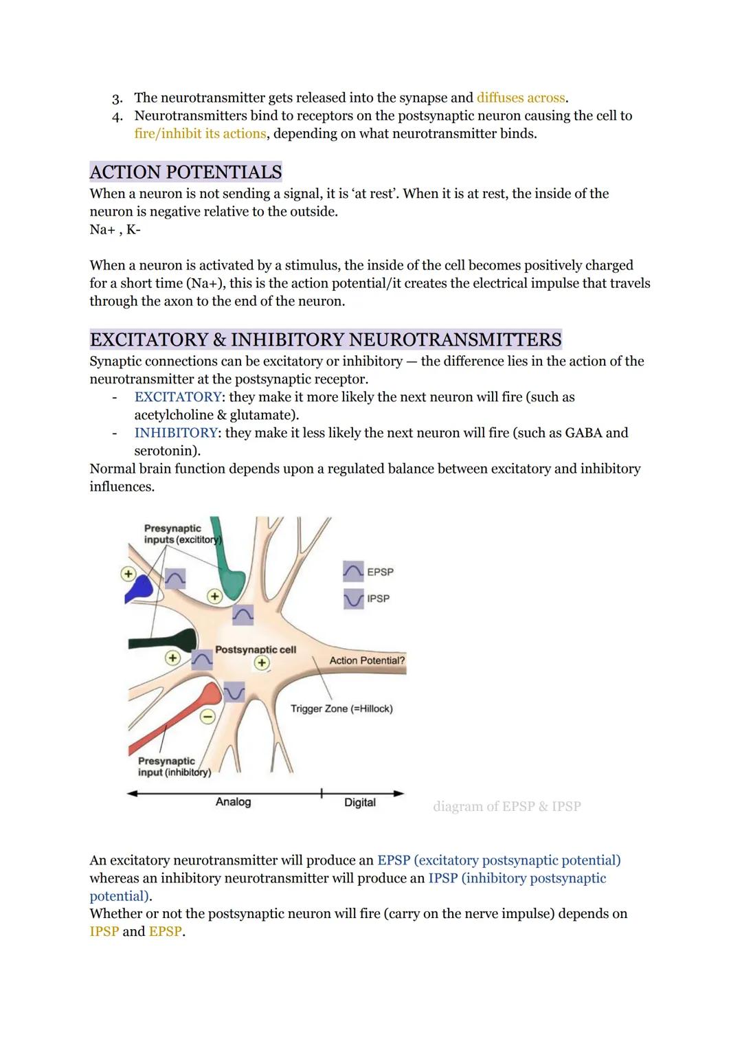 Biopsychology - 26/03/2024
THE BRAIN
Frontal lobe
Parietal lobe
Central sulcus
Motor corte
Sensory area
(pain, touch, etc.)
Frontal lobe
P