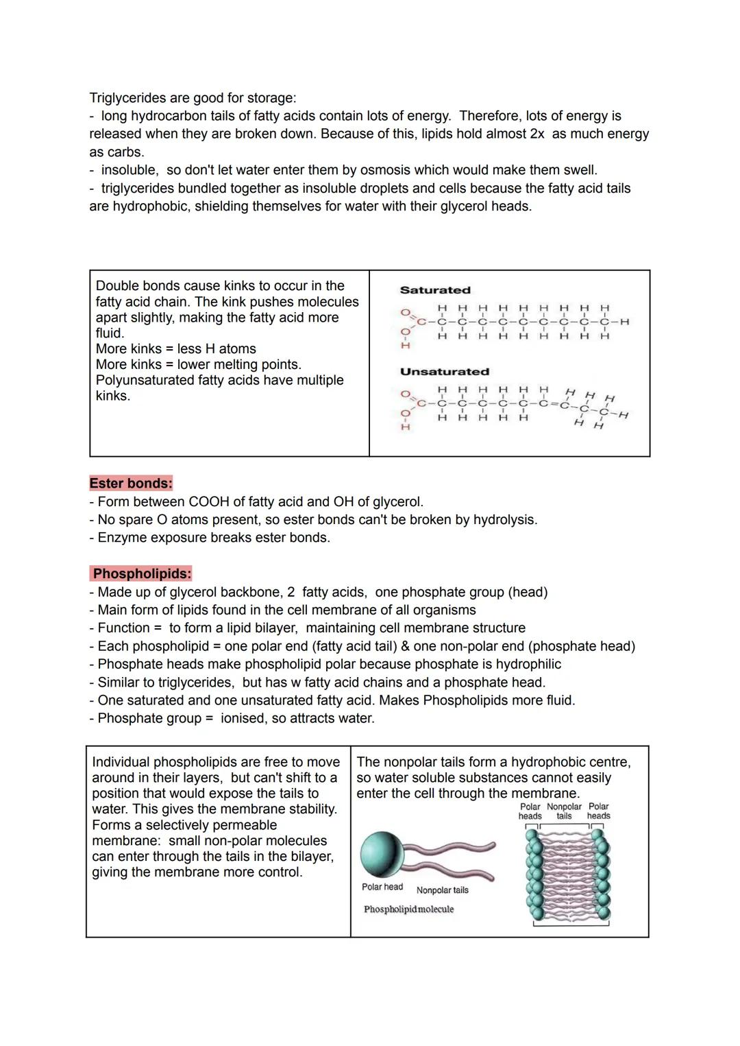 Monomer-small identical chemical subunits that serve as a building block of polymers.
- polymers - large molecules consisting of identical/