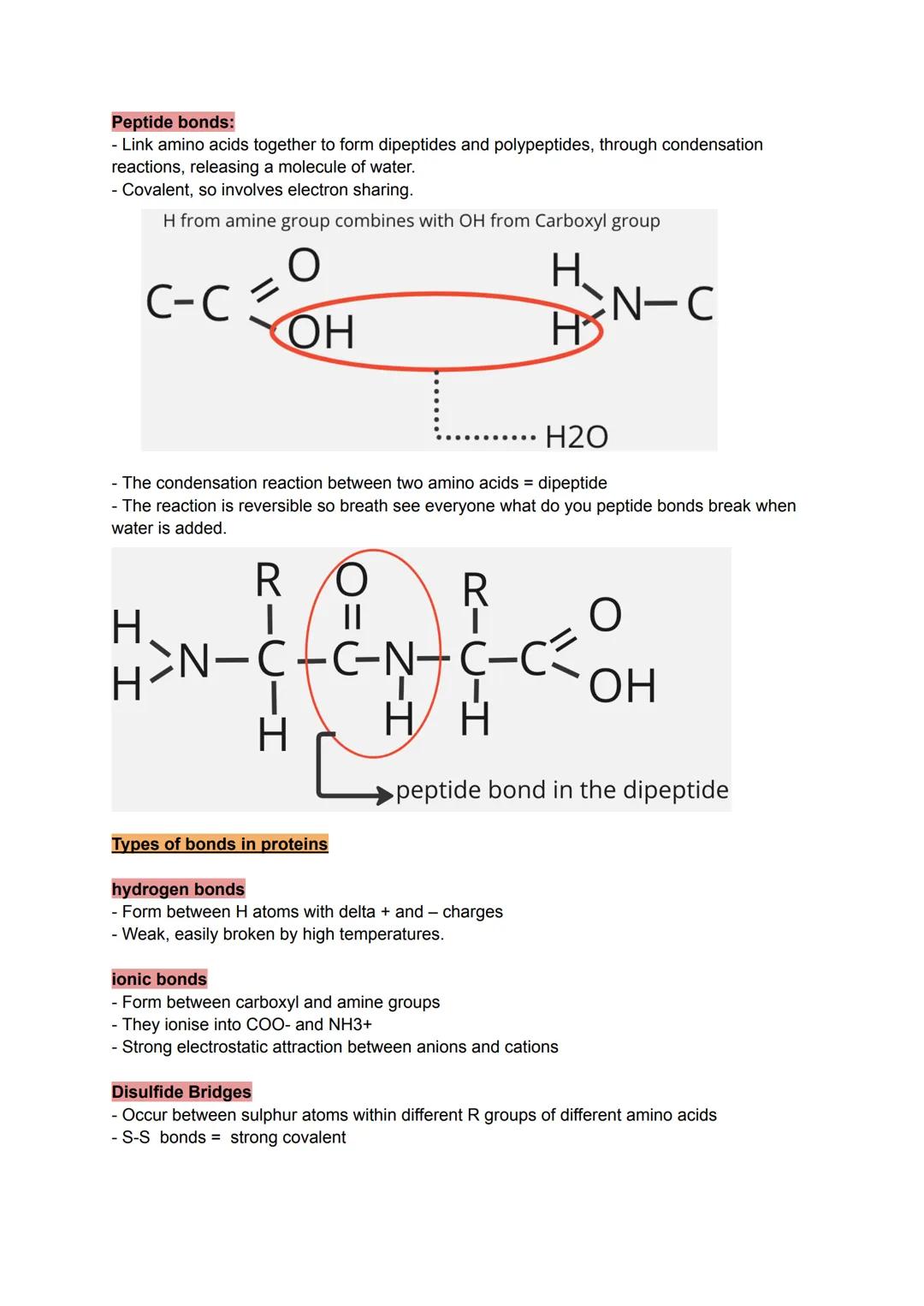 Monomer-small identical chemical subunits that serve as a building block of polymers.
- polymers - large molecules consisting of identical/