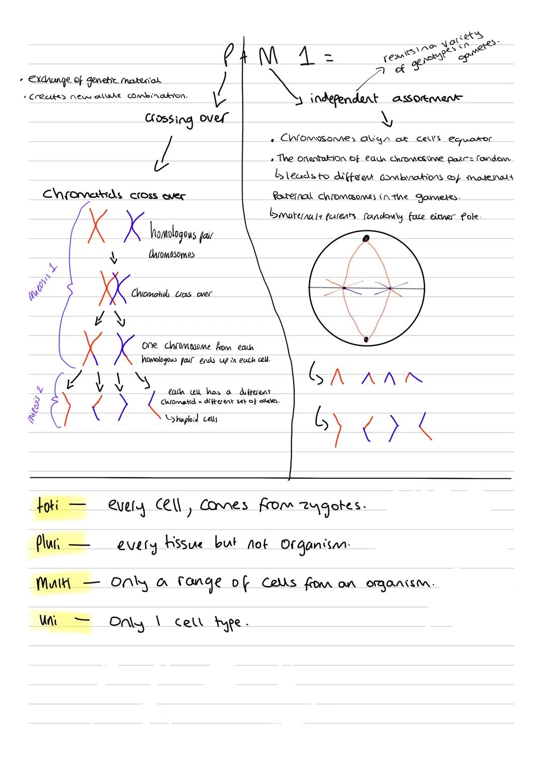 interphase
GIS G2
+
Cell
Cycle
Mitosis
PMAT
= cell cycle.
Interphase = longest stage. Prepares cell for division, very.
43 Stages - G1, 5, G