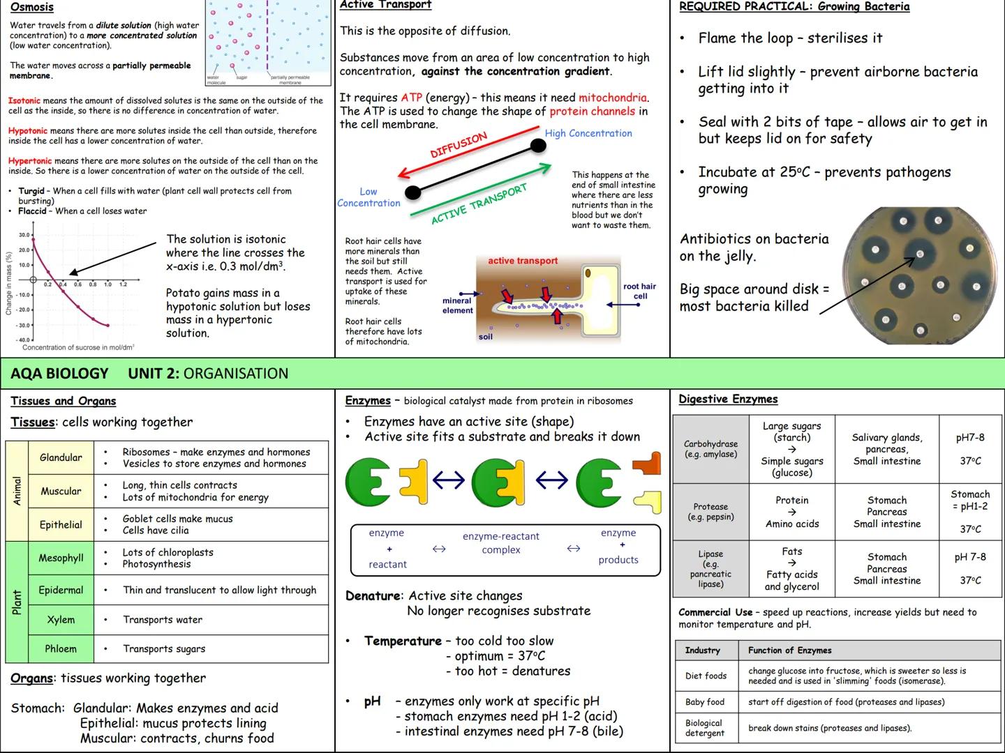 Biology Knowledge Organisers
Unit 1: Cells
Unit 2: Organisation
Unit 3: Infectious Diseases
Unit 4: Bioenergetics
(Photosynthesis and
Respir