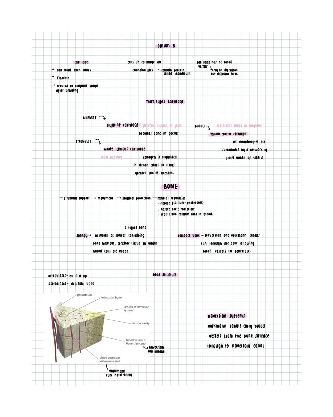 cartilage
- con noid open tubes
- Flexible
- returns to original shape
after bending
option B
cells in cartilage are
- chondrocytes
contai