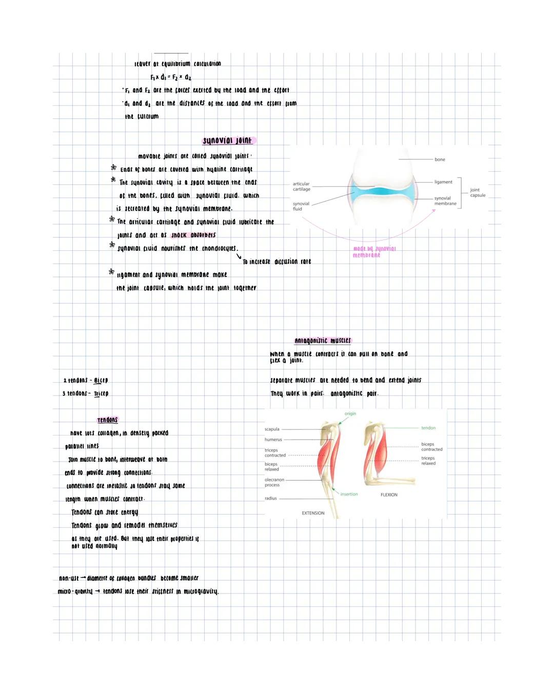 cartilage
- con noid open tubes
- Flexible
- returns to original shape
after bending
option B
cells in cartilage are
- chondrocytes
contai