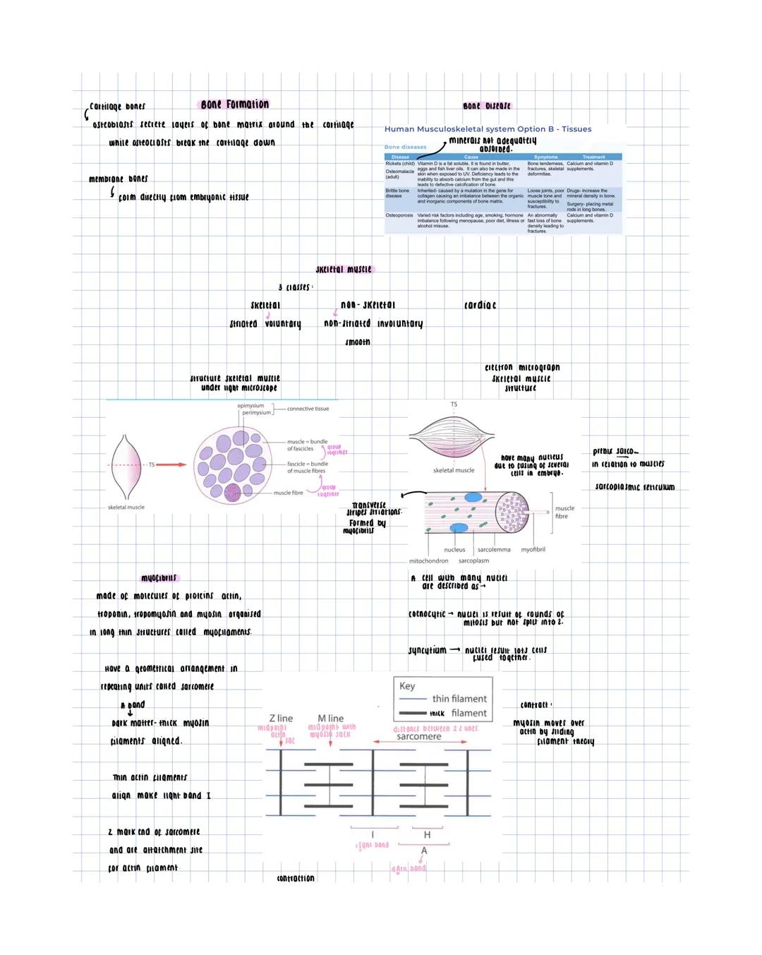 cartilage
- con noid open tubes
- Flexible
- returns to original shape
after bending
option B
cells in cartilage are
- chondrocytes
contai