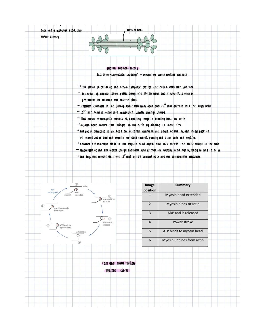cartilage
- con noid open tubes
- Flexible
- returns to original shape
after bending
option B
cells in cartilage are
- chondrocytes
contai