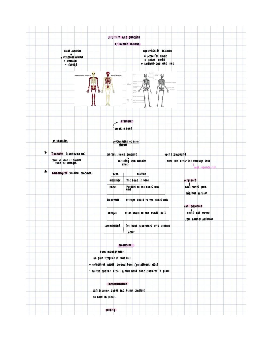 cartilage
- con noid open tubes
- Flexible
- returns to original shape
after bending
option B
cells in cartilage are
- chondrocytes
contai
