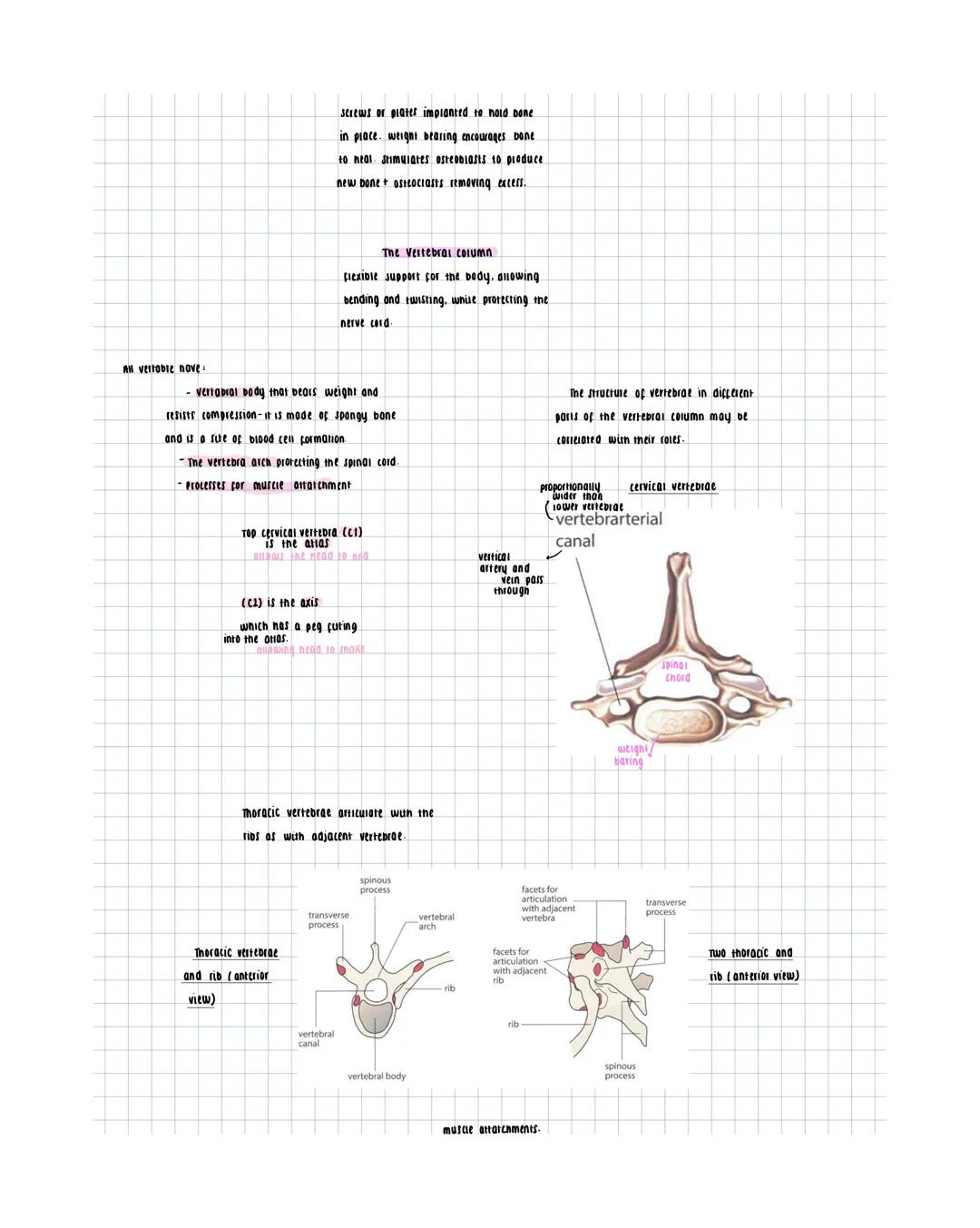 cartilage
- con noid open tubes
- Flexible
- returns to original shape
after bending
option B
cells in cartilage are
- chondrocytes
contai