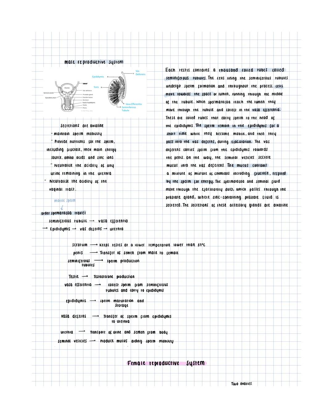 # male reproductive System
Epididymis
secretions are alkaline.
- maintain sperm mobuty
- Provide nutrients for the sperm,
including pucro