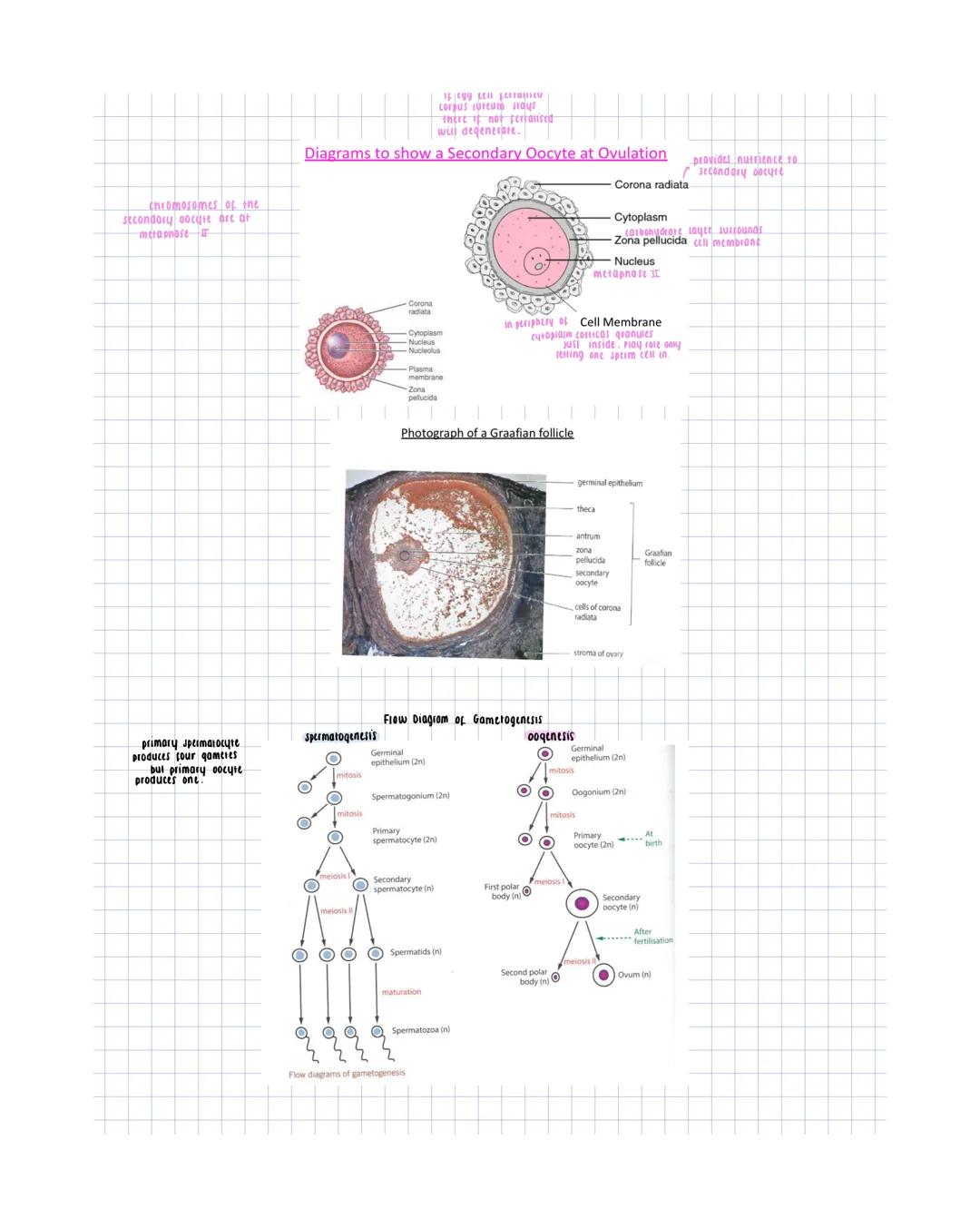 # male reproductive System
Epididymis
secretions are alkaline.
- maintain sperm mobuty
- Provide nutrients for the sperm,
including pucro