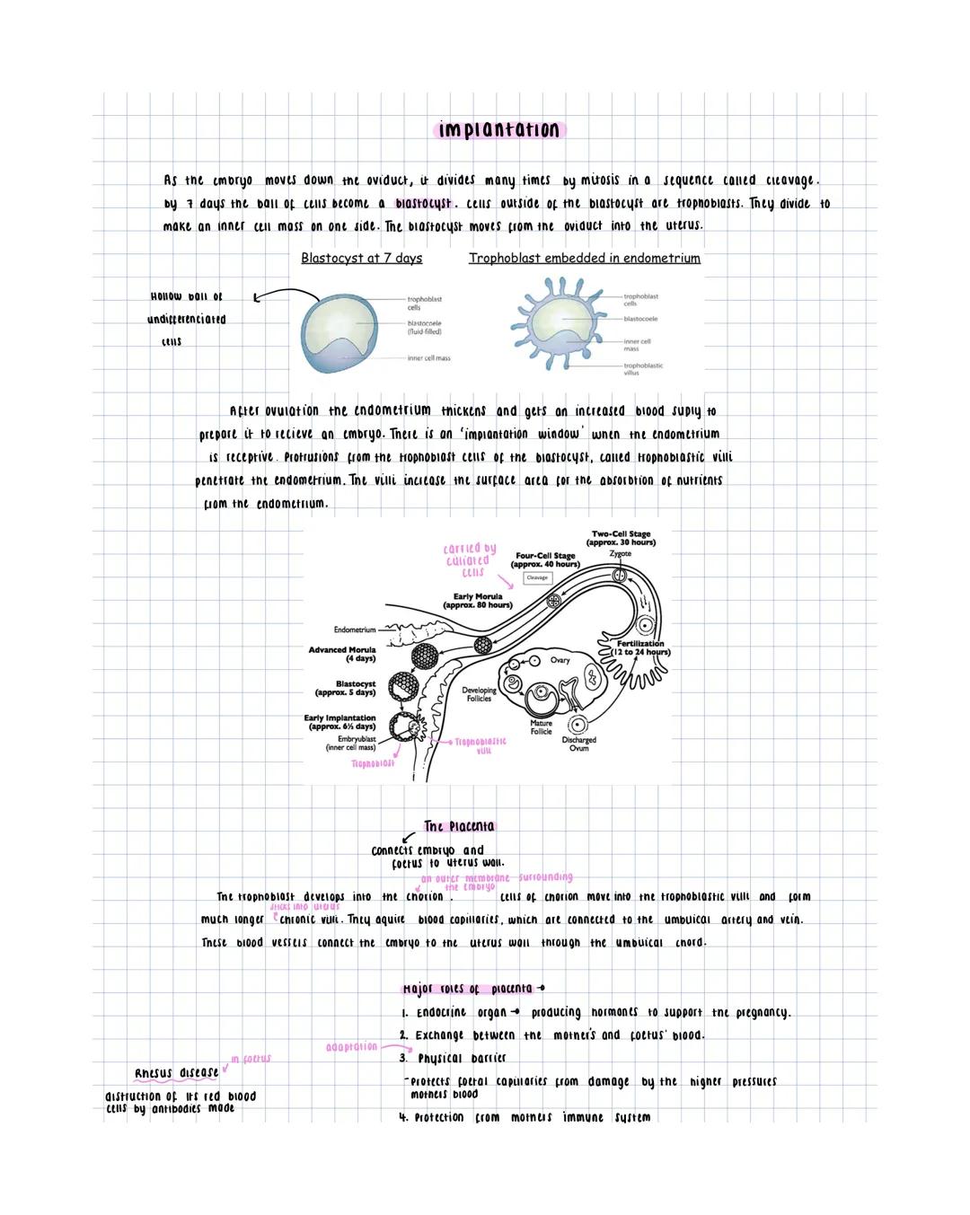 # male reproductive System
Epididymis
secretions are alkaline.
- maintain sperm mobuty
- Provide nutrients for the sperm,
including pucro