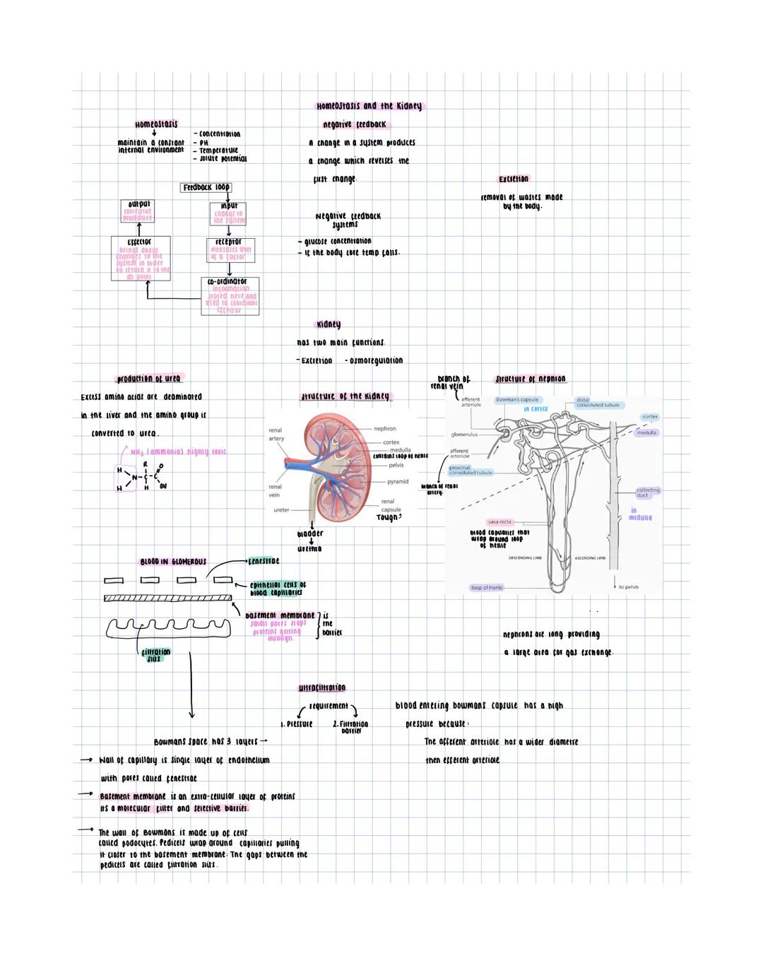 Homeostasis and the kidney