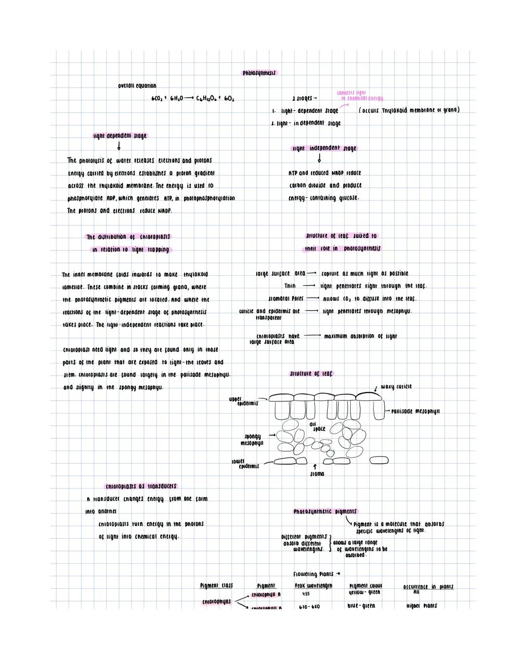 overall equation
600, 6H₂O C6H12O6+ 60₂
light dependent stage
Photosynthesis
2 stages-
converts light
to chemical energy.
1 light-dependent
