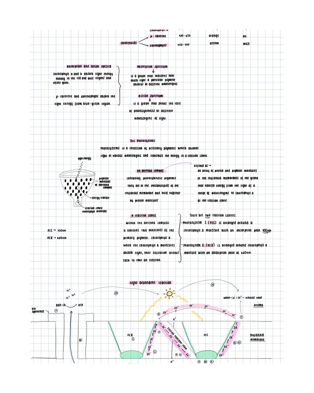overall equation
600, 6H₂O C6H12O6+ 60₂
light dependent stage
Photosynthesis
2 stages-
converts light
to chemical energy.
1 light-dependent