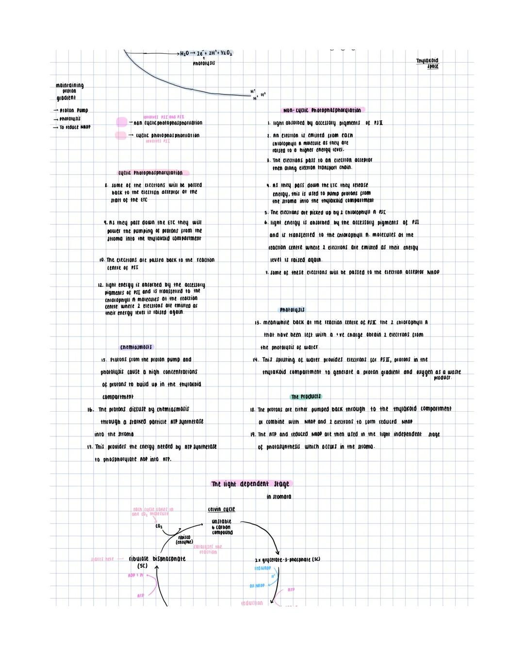 overall equation
600, 6H₂O C6H12O6+ 60₂
light dependent stage
Photosynthesis
2 stages-
converts light
to chemical energy.
1 light-dependent