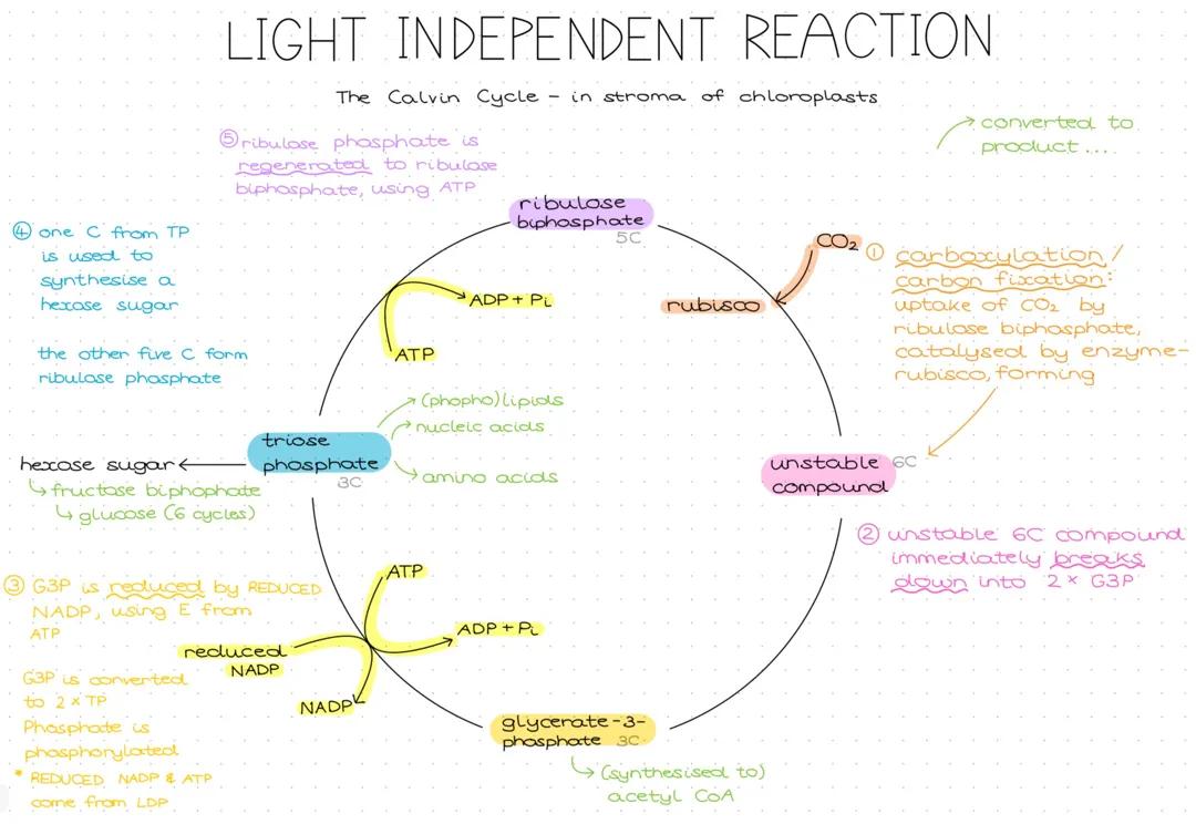 Photosynthesis - Light independent reaction