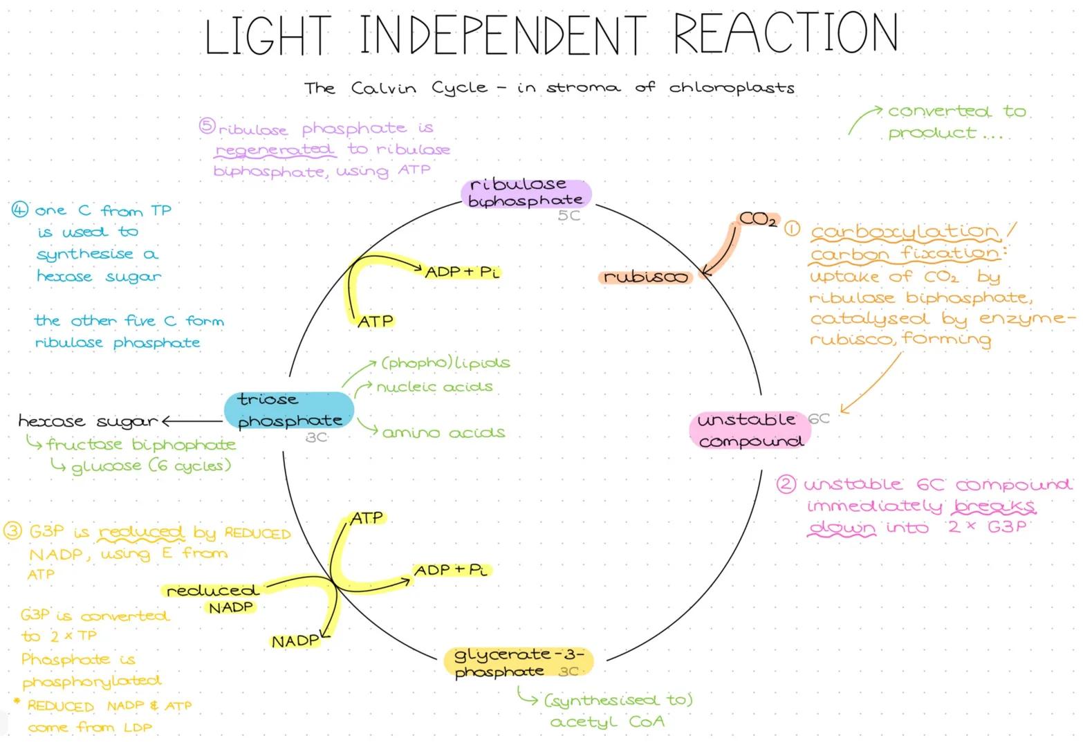 # LIGHT INDEPENDENT REACTION
The Calvin Cycle - in stroma of chloroplasts
⑤ribulose phosphate is
regenerated to ribulose
biphosphate, usin