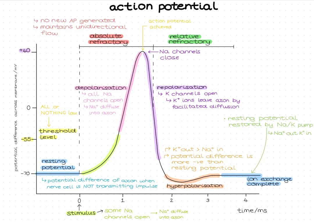 Understanding Action Potentials in The Nervous System - WJEC A Level Biology
