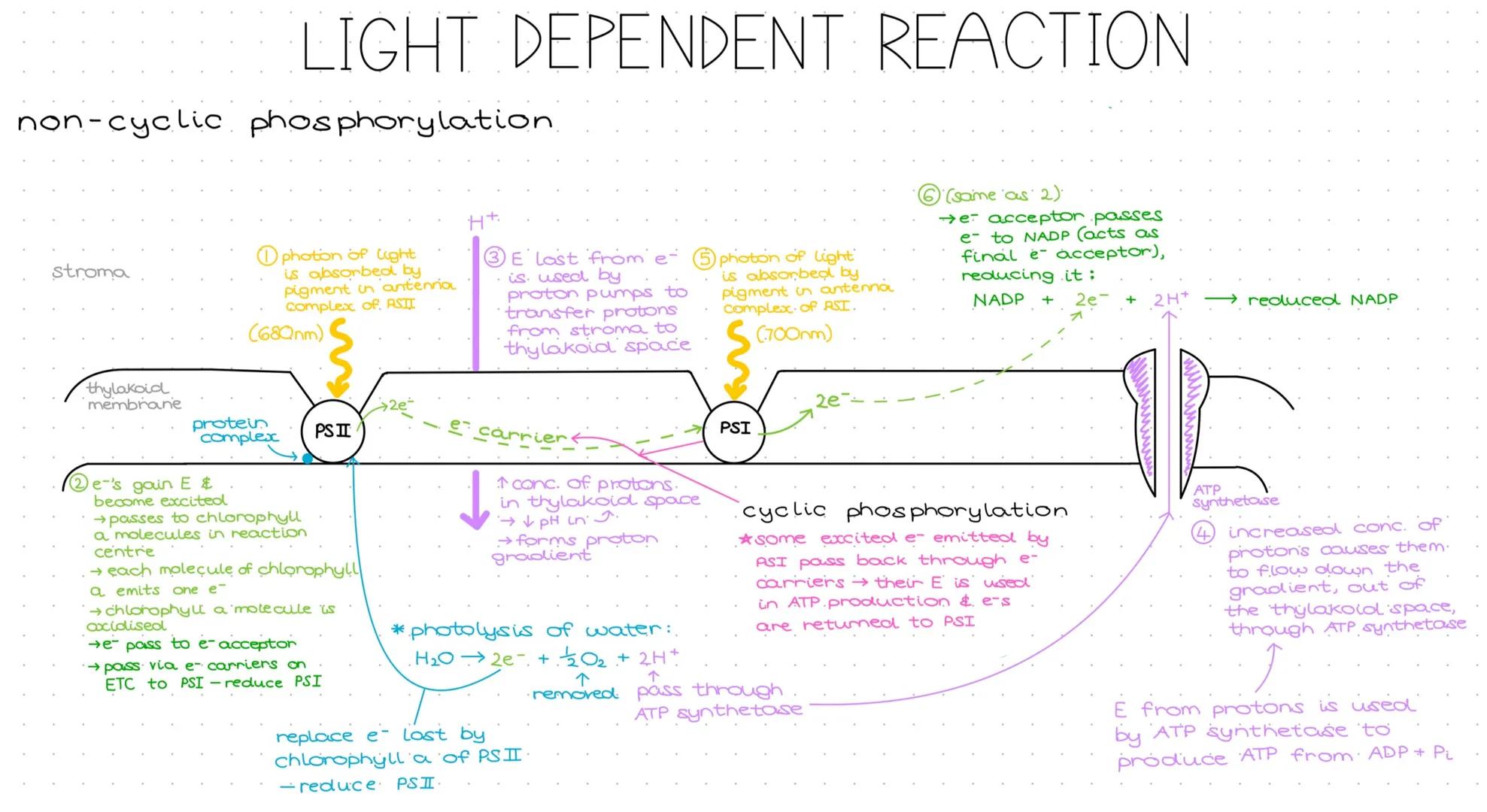 LIGHT DEPENDENT REACTION
non-cyclic phosphorylation.
stroma
photon of light
is absorbed by
pigment in antennia
Complex of ASTI
(680nm)
H+
③E
