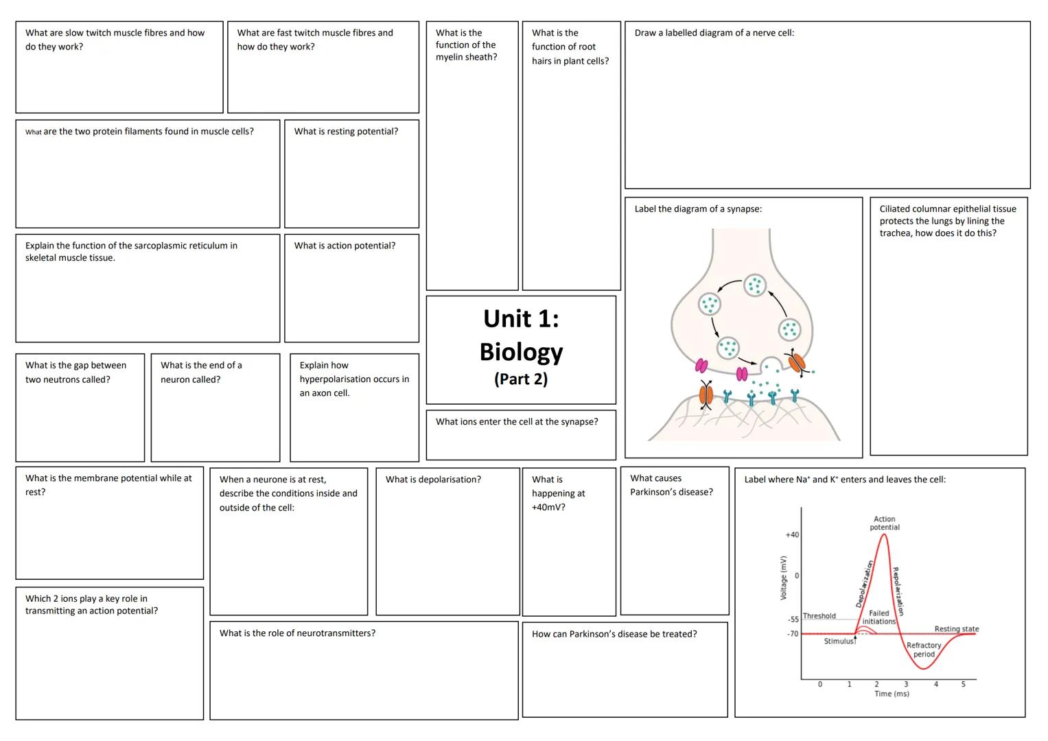 What are slow twitch muscle fibres and how
do they work?
What are fast twitch muscle fibres and
how do they work?
What are the two protein f