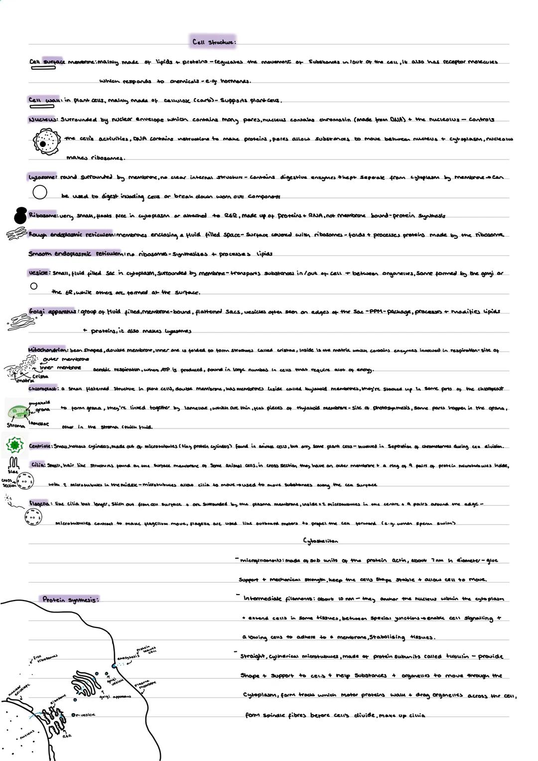 A level biology Cell structure revision