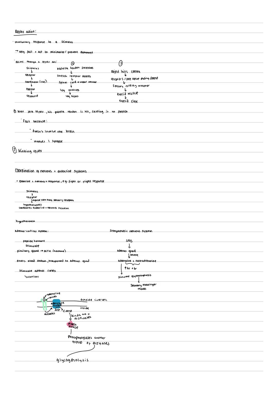# ENDOCRINE SYSTEM:
*endocrine glands secrete hormones into the blood which travel to target cells to trigger a response
*Lipid soluble ho