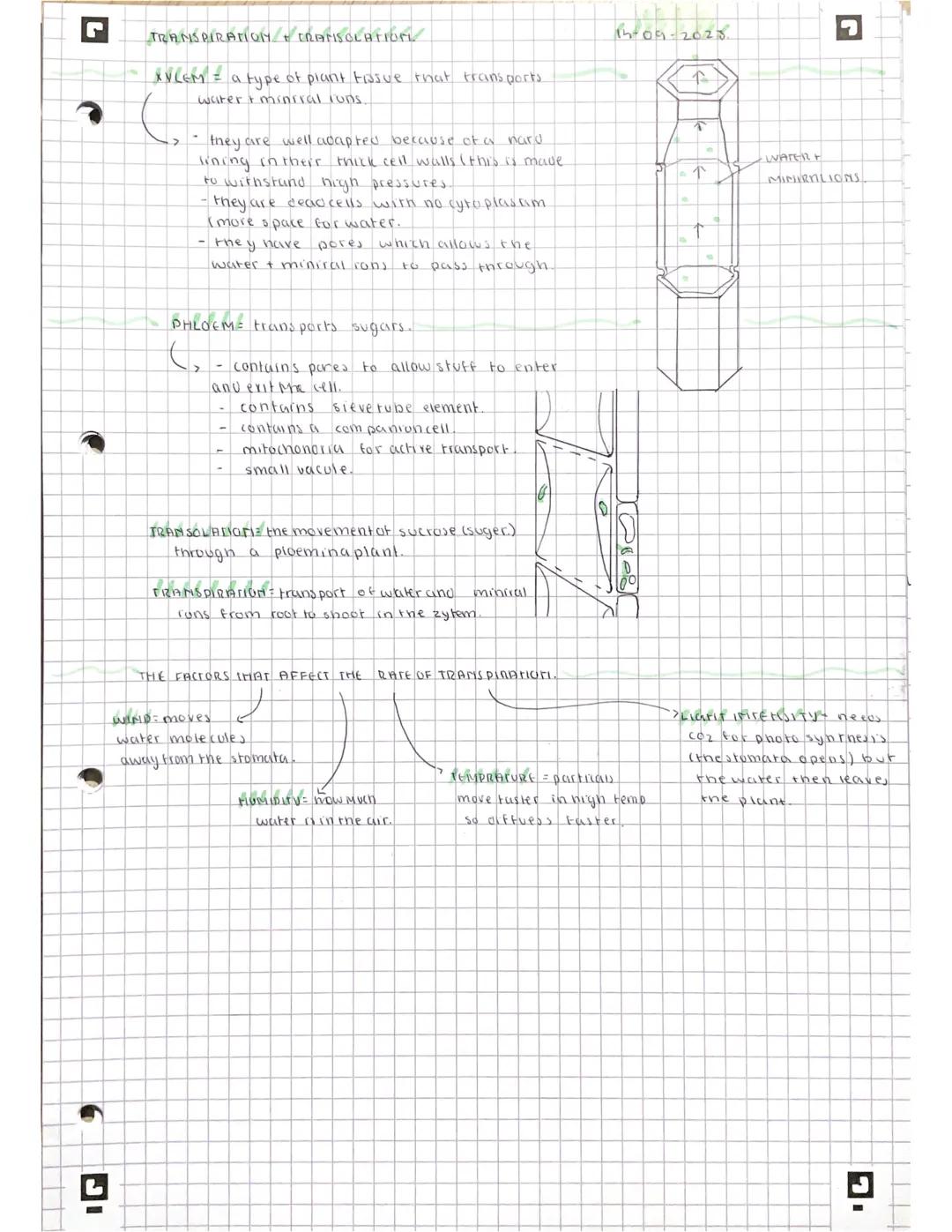IG
L
◉
PHOTO SYNTHESIS
t
68-09-20123.
-> the process by which plants cise energy to convert
+ water to into glucose + oxegen.
MAKES THEIR OW
