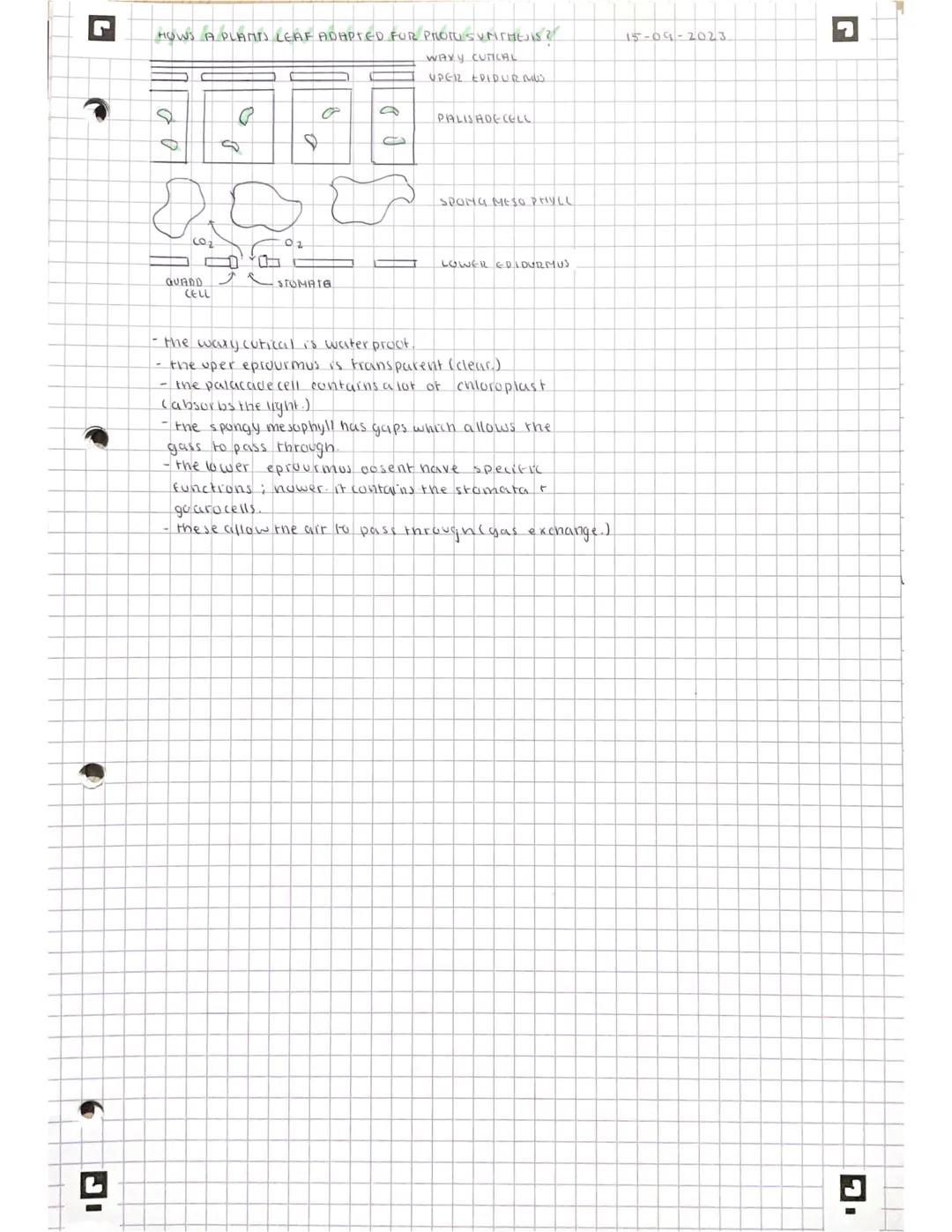 IG
L
◉
PHOTO SYNTHESIS
t
68-09-20123.
-> the process by which plants cise energy to convert
+ water to into glucose + oxegen.
MAKES THEIR OW