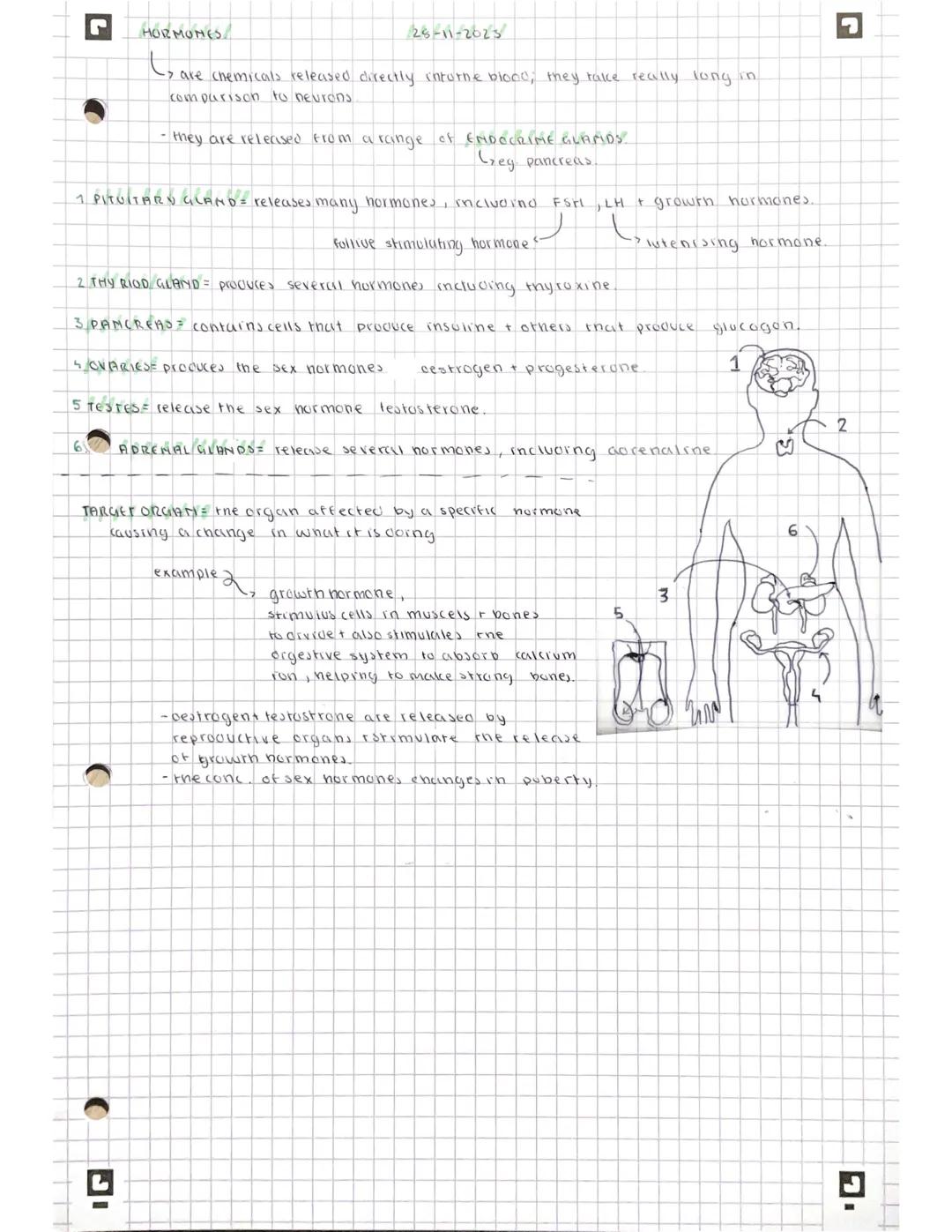 G
HORMONES
28-11-2023
> are chemicals released directly inturne blood; they take really long in
comparison to neurons
- they are released fr
