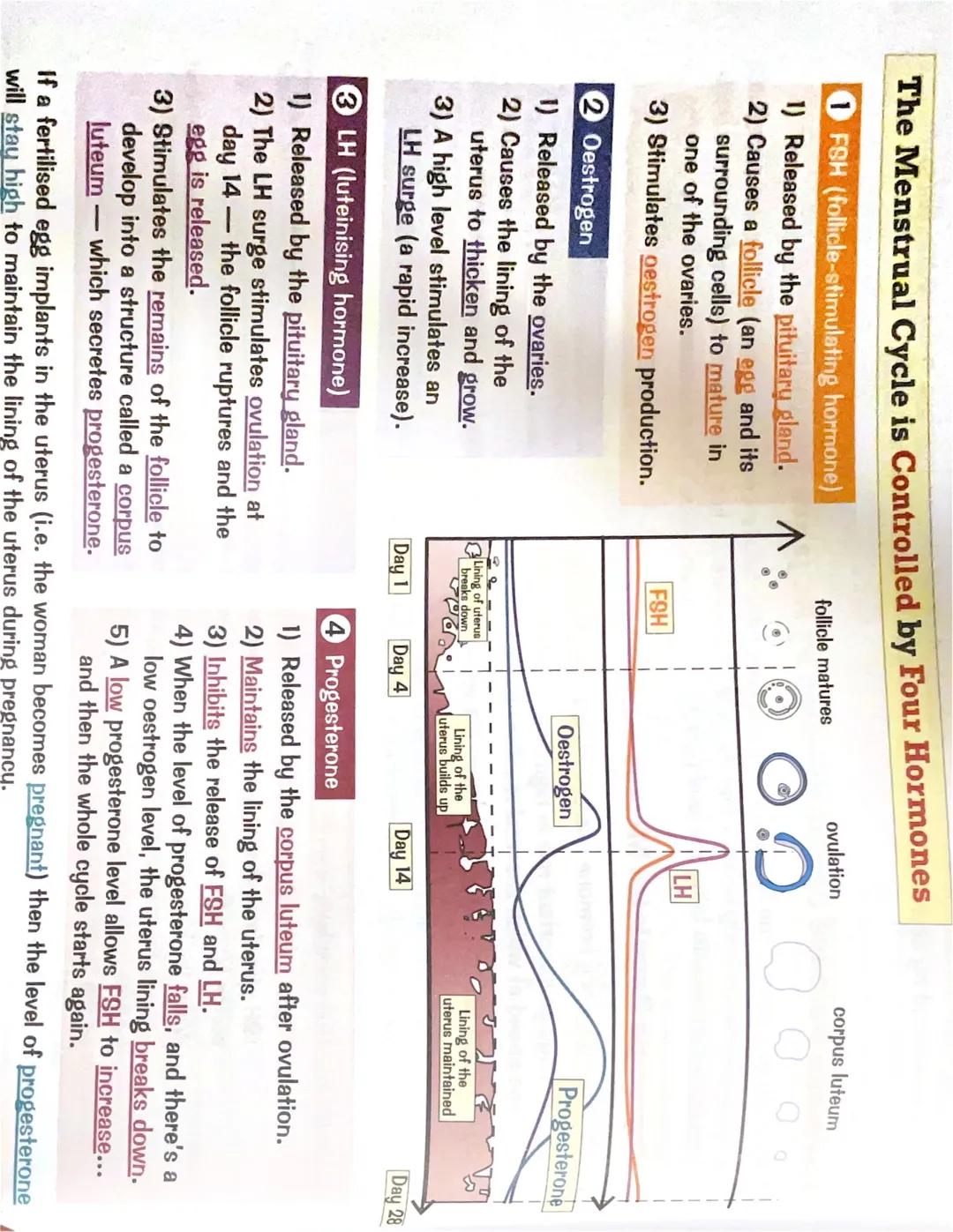 G
HORMONES
28-11-2023
> are chemicals released directly inturne blood; they take really long in
comparison to neurons
- they are released fr