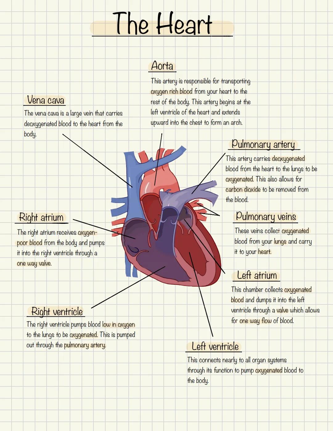 # The Heart
Vena cava
The vena cava is a large vein that carries
deoxygenated blood to the heart from the
body.
Right atrium
The right atr