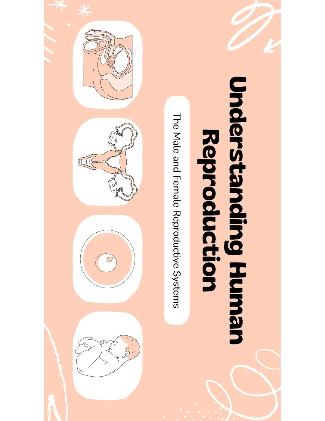 The human reproductive system