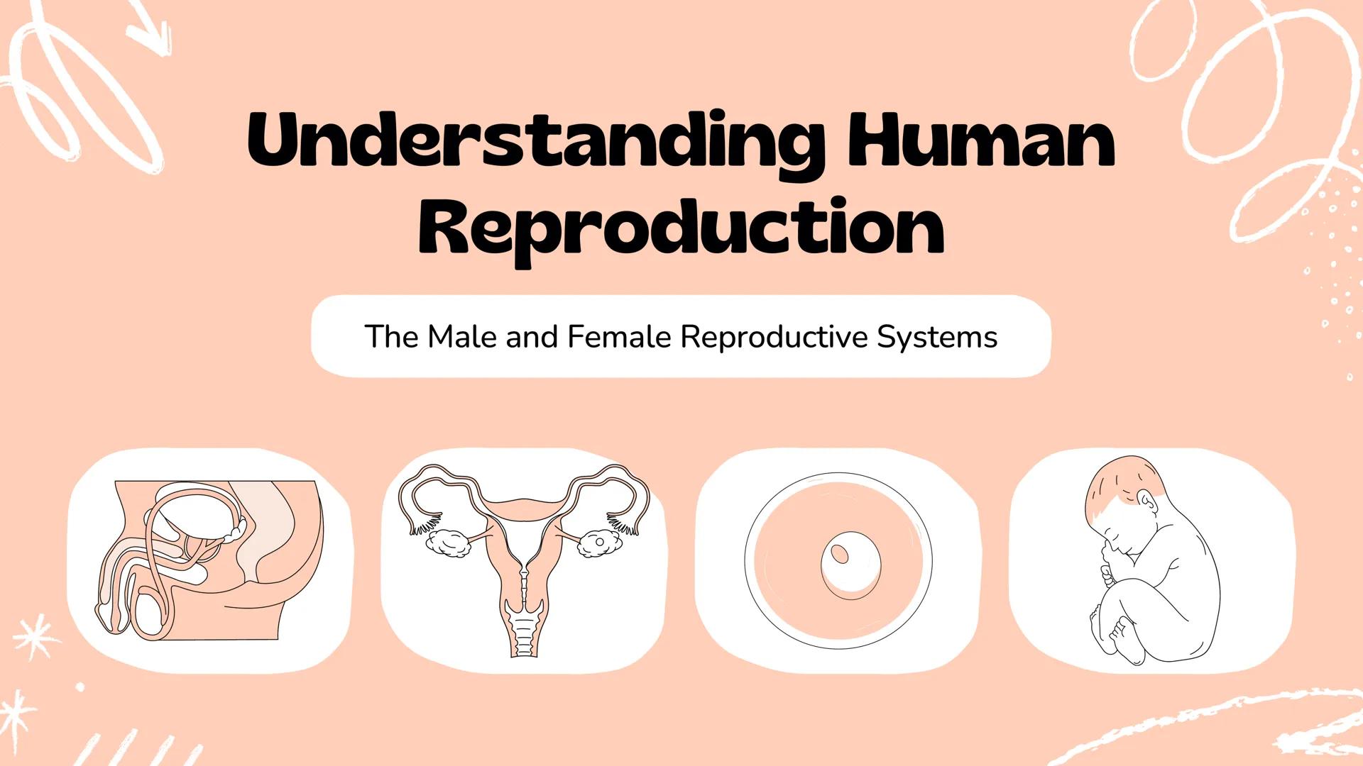 *
Understanding Human
Reproduction
The Male and Female Reproductive Systems
Slimy The Human
Reproductive
System
It is a set of organs and st