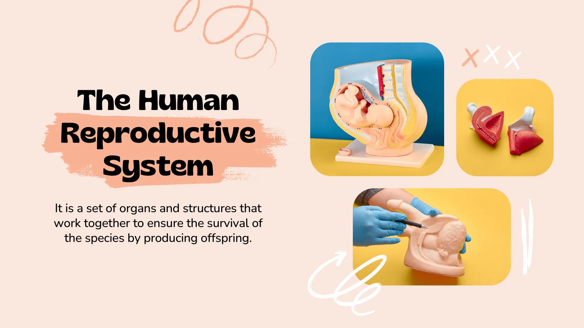 *
Understanding Human
Reproduction
The Male and Female Reproductive Systems
Slimy The Human
Reproductive
System
It is a set of organs and st
