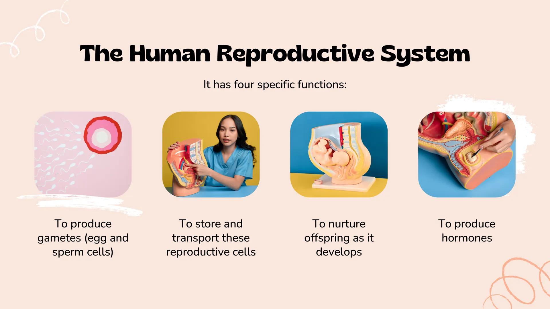 *
Understanding Human
Reproduction
The Male and Female Reproductive Systems
Slimy The Human
Reproductive
System
It is a set of organs and st