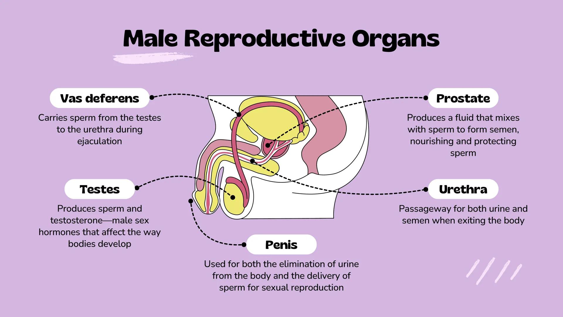 *
Understanding Human
Reproduction
The Male and Female Reproductive Systems
Slimy The Human
Reproductive
System
It is a set of organs and st