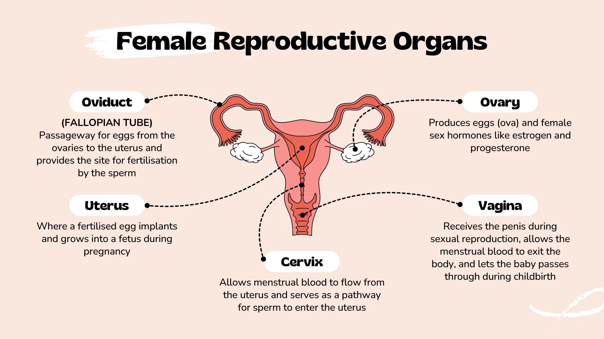 *
Understanding Human
Reproduction
The Male and Female Reproductive Systems
Slimy The Human
Reproductive
System
It is a set of organs and st
