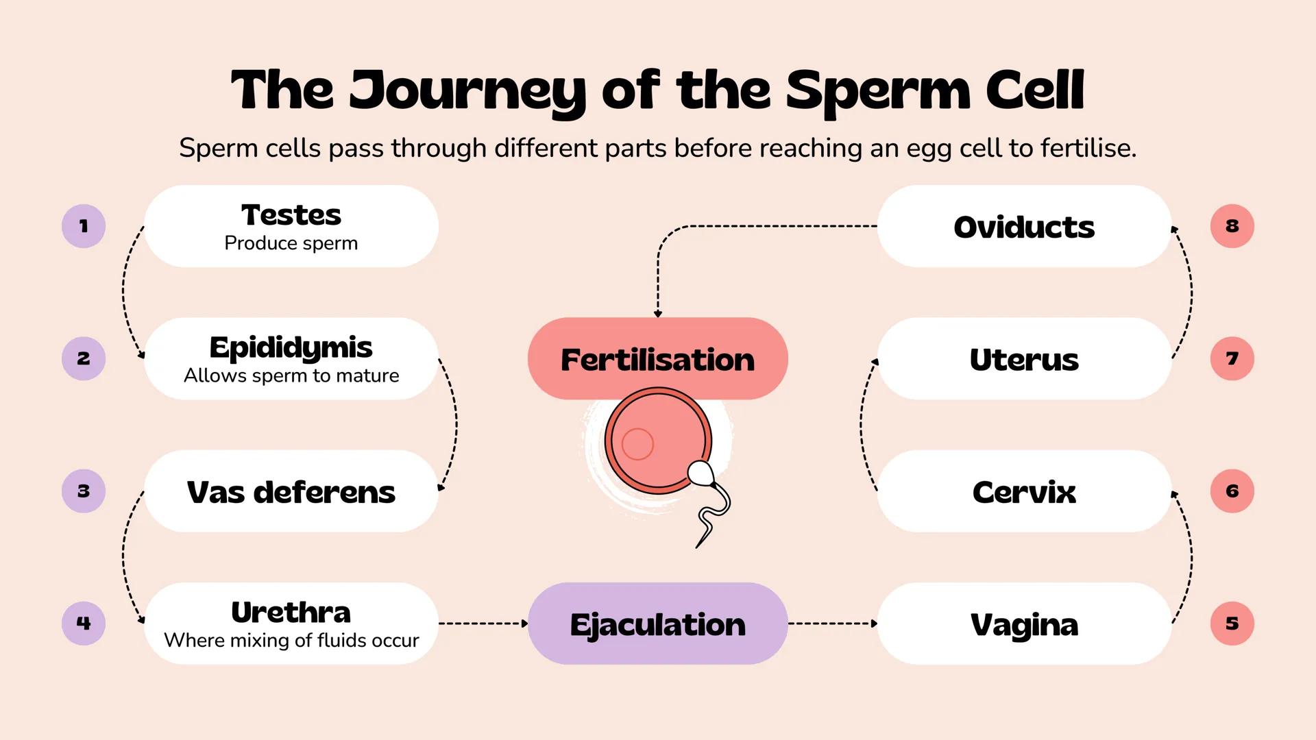 *
Understanding Human
Reproduction
The Male and Female Reproductive Systems
Slimy The Human
Reproductive
System
It is a set of organs and st