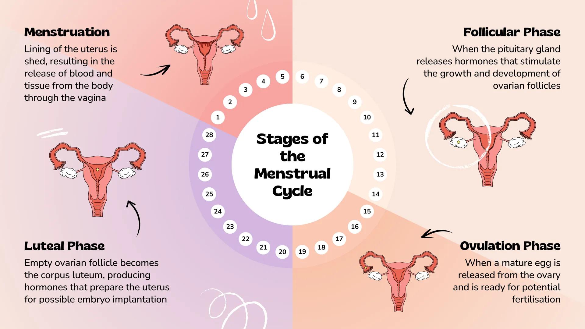 *
Understanding Human
Reproduction
The Male and Female Reproductive Systems
Slimy The Human
Reproductive
System
It is a set of organs and st