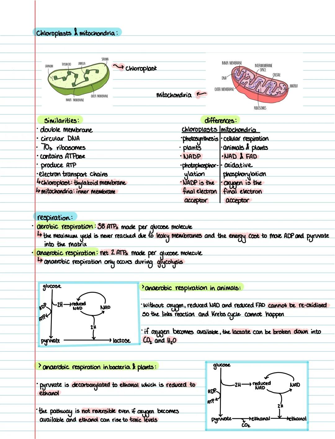 Biology 3.1 3.3 ~ ATP & Respiration
Structure of ATP
> ATP = adenosine triphosphate
adenine
(nitrogenous
rogenous
triose phosphate
ribose