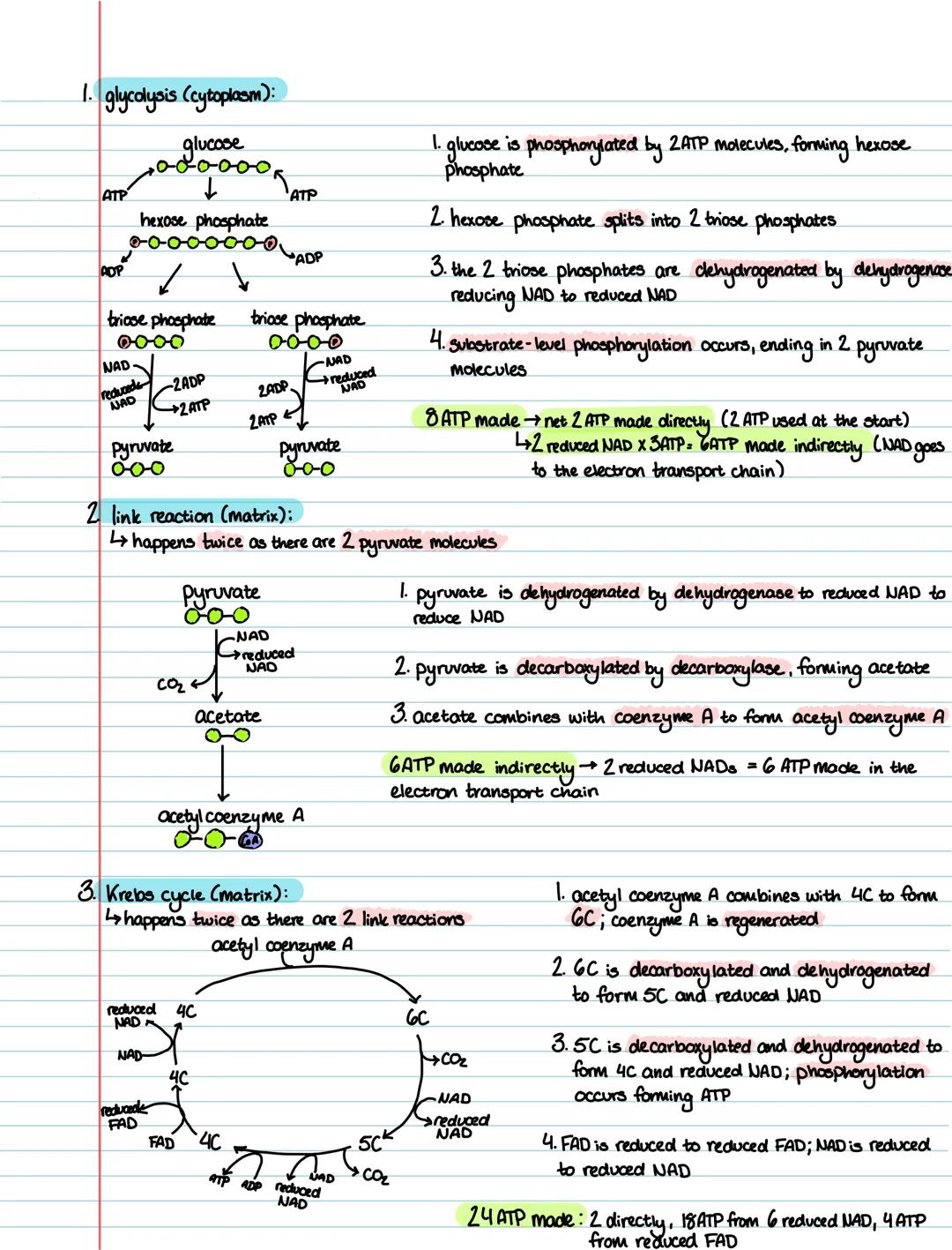 Biology 3.1 3.3 ~ ATP & Respiration
Structure of ATP
> ATP = adenosine triphosphate
adenine
(nitrogenous
rogenous
triose phosphate
ribose