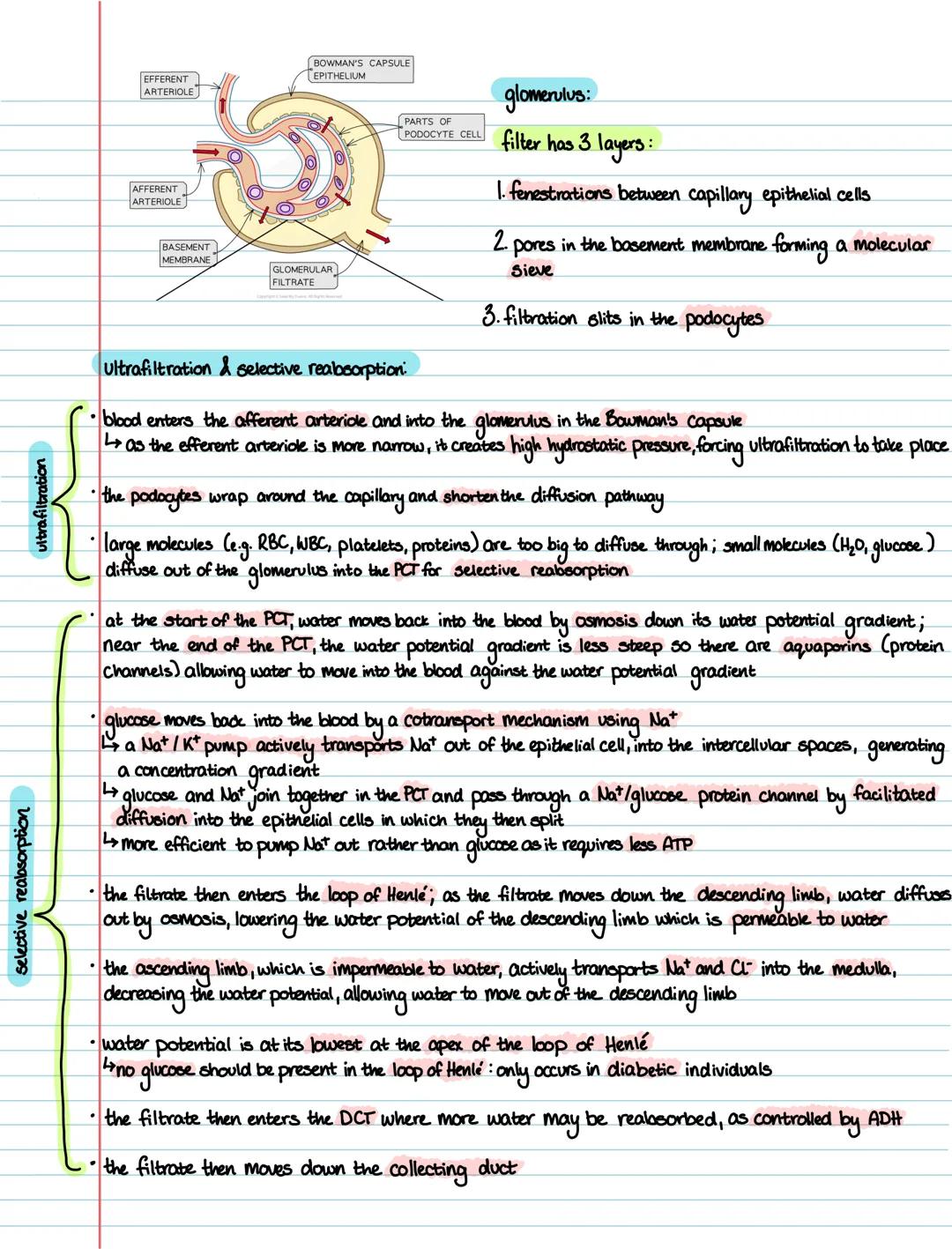 Biology 3.7 homeostasis & the kidneys
definitions:
- homeostasis the maintenance of a constant environment within a living organism
- Osmor